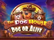 The Dog House – Dog or Alive
